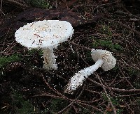 Smith Amanita