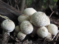 Spiny Puffball