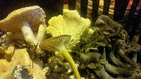 Trumpet Chanterelle