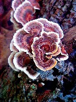 Turkey Tail