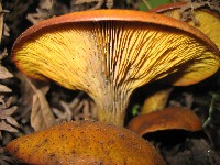 Western Jack O Lantern Mushroom