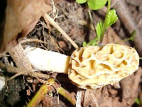 Yellow Morel
