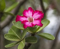 Adenium Obesum