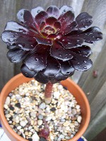 Aeonium