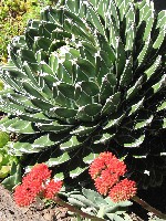 Agave