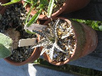 Aloe Doran Black