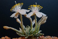 Avonia alstonii