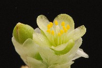 Avonia buderiana