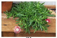 Delosperma dyeri