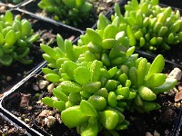 Delosperma nubigenum