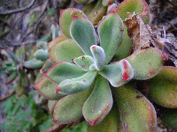 Echeveria Pulvinata