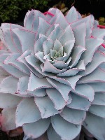 Echeveria cante