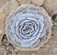Echeveria lilacina