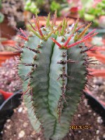 Euphorbia horrida
