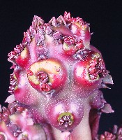 Euphorbia lactea