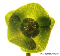 Euphorbia pubiglans