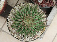Euphorbia_flanaganii.jpg