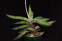Gasteria bicolor