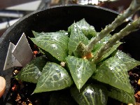Haworthia comptoniana