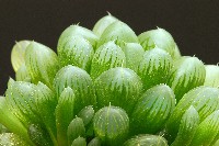 Haworthia cooperi