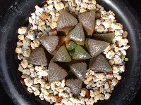 Haworthia correcta
