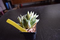 Haworthia cuspidata