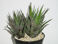 Haworthia fasciata