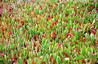 ICe Plant
