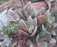 Kalanchoe humilis