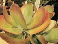 Kalanchoe thrysiflora