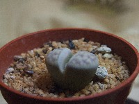 Lithops pseudotruncatella