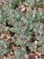 Pachyphytum compactum
