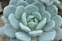 Pachyveria