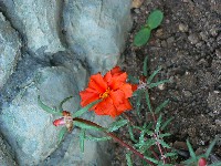 Portulaca