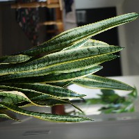 Sansevieria