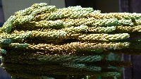 Sedum Morganianum