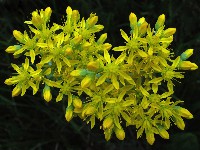 Sedum Rupestre