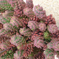 Sedum Sediforme