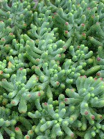Sedum pachyphytum