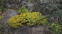 Sedum palmeri