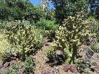 Tylecodon paniculatus