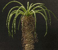 Tylecodon wallichii
