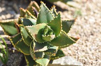 aloe distans