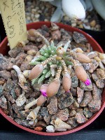anacampseros