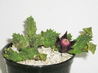duvalia