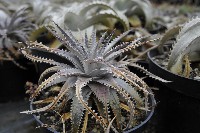 dyckia