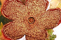 edithcolea