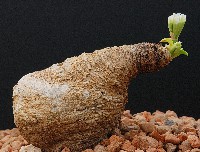 euphorbia