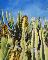 euphorbia