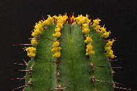 euphorbia fruticosa